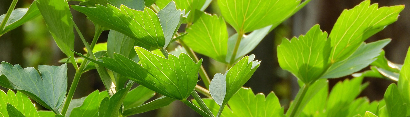 Premium Fresh Herbs footer